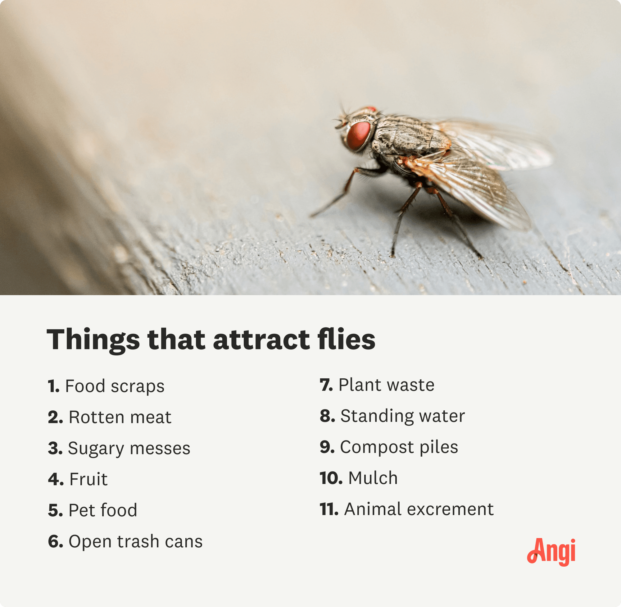 11 things that attract flies, including sugary messes, standing water, and mulch