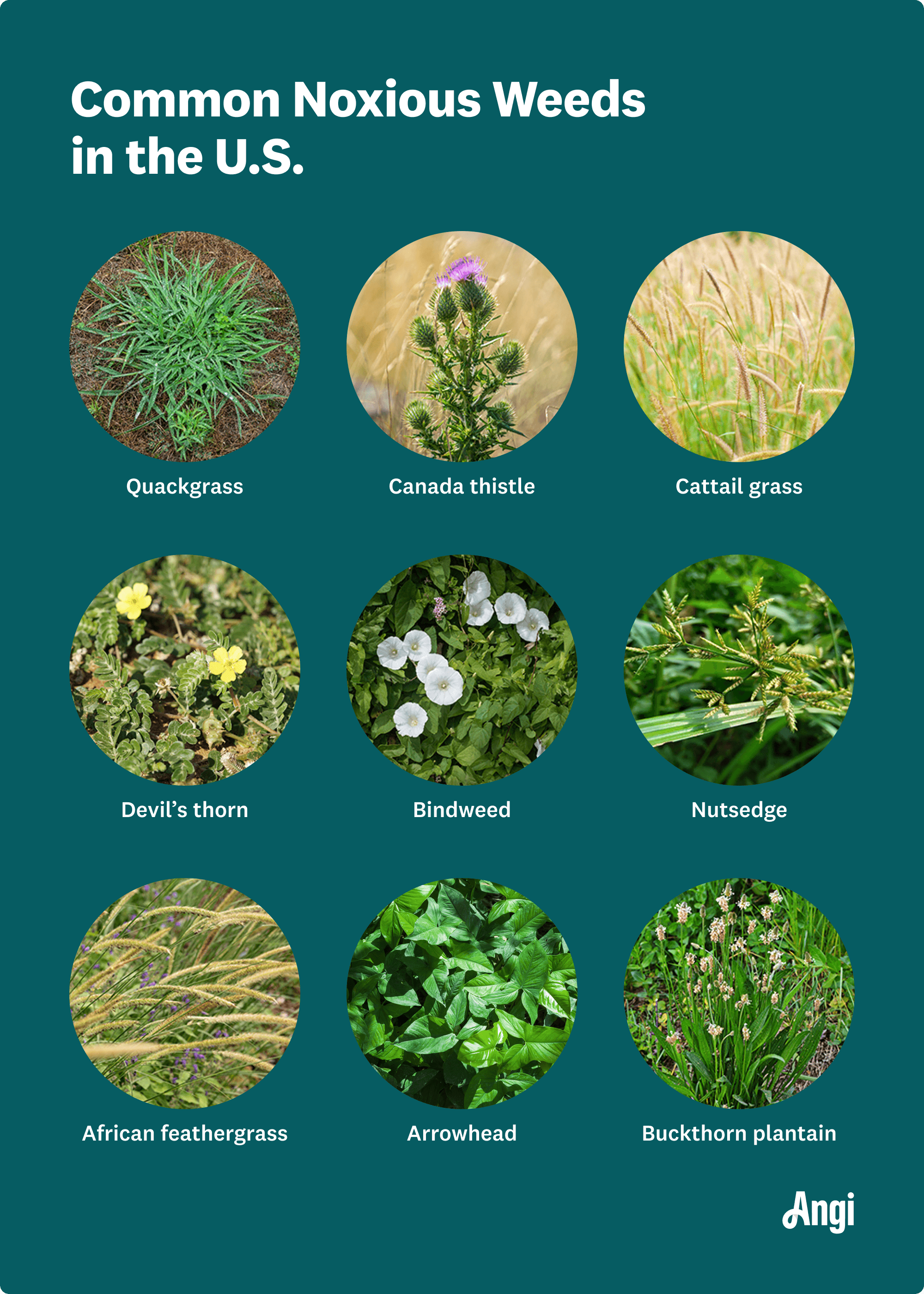 9 common noxious weeds in the United States, including quackgrass, bindweed, and nutsedge