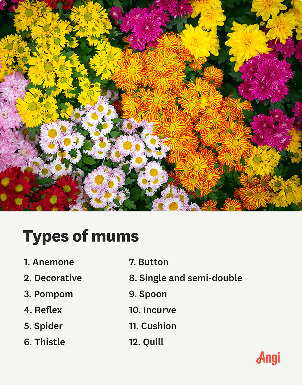 12 types of mums, including spoon, button, reflex, and pom pom