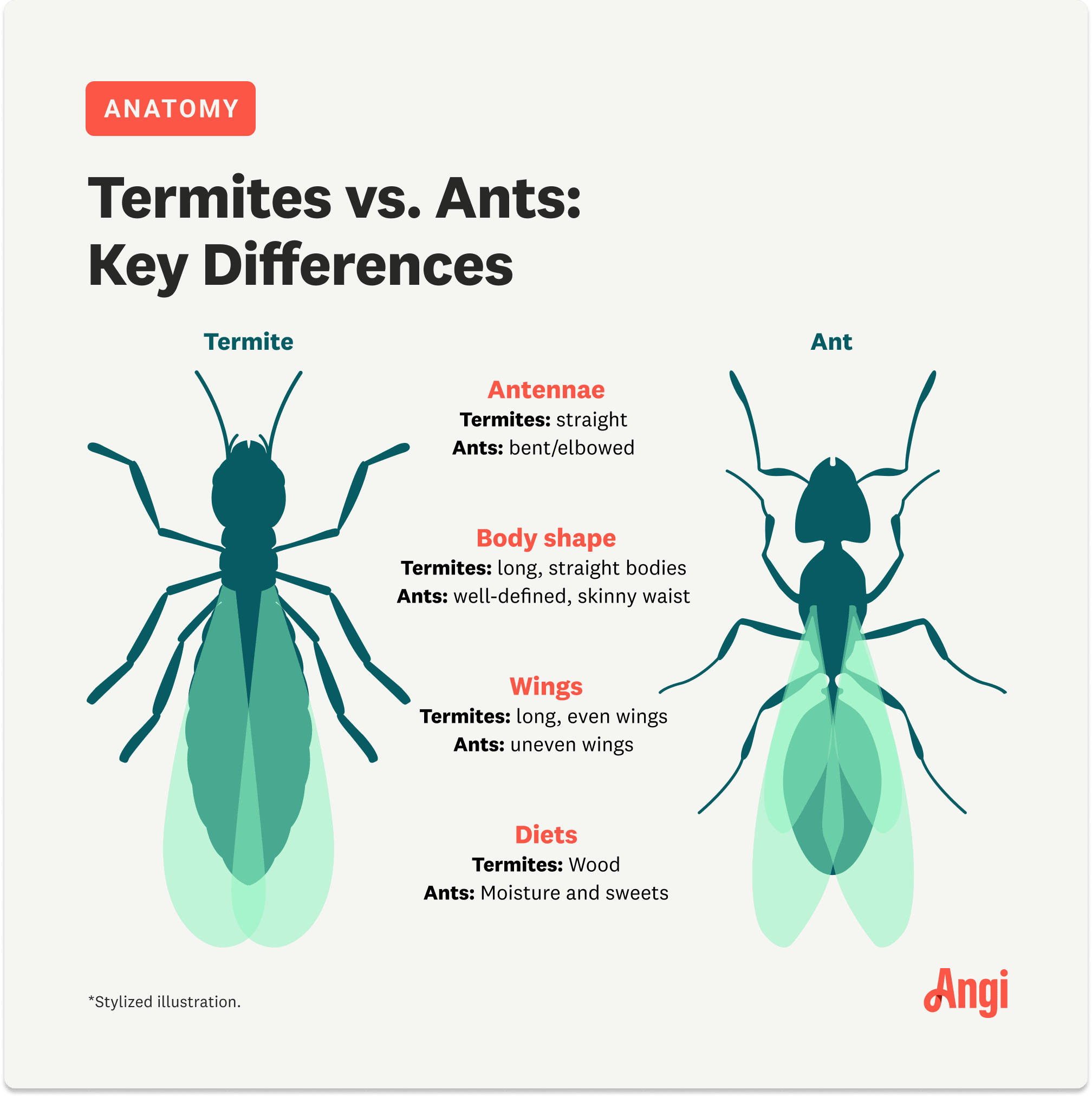 Illustration depicting differences between ants and termites, such as antennae, body shape, wings, and diets.