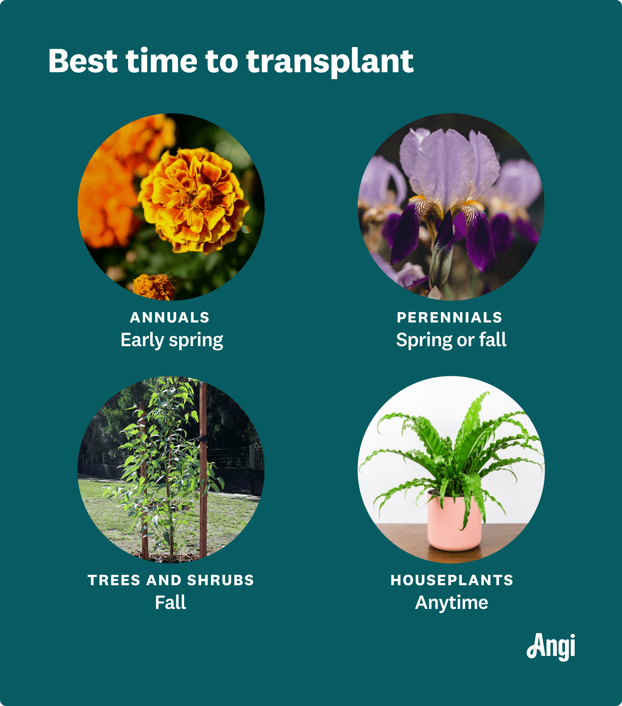 Best time to transplant 4 types of plants by season, including annuals in early spring