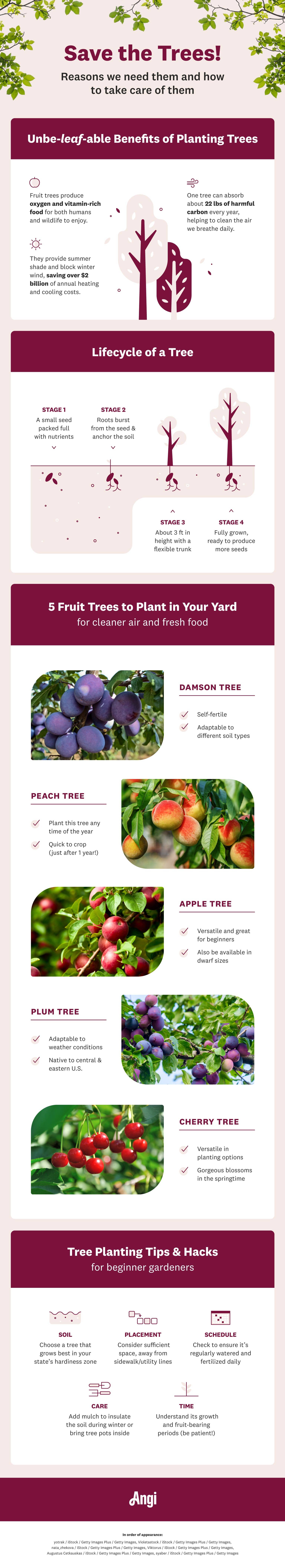 fruit-bearing trees for backyard infographic