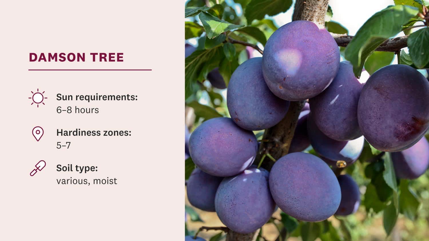damsons hanging from tree