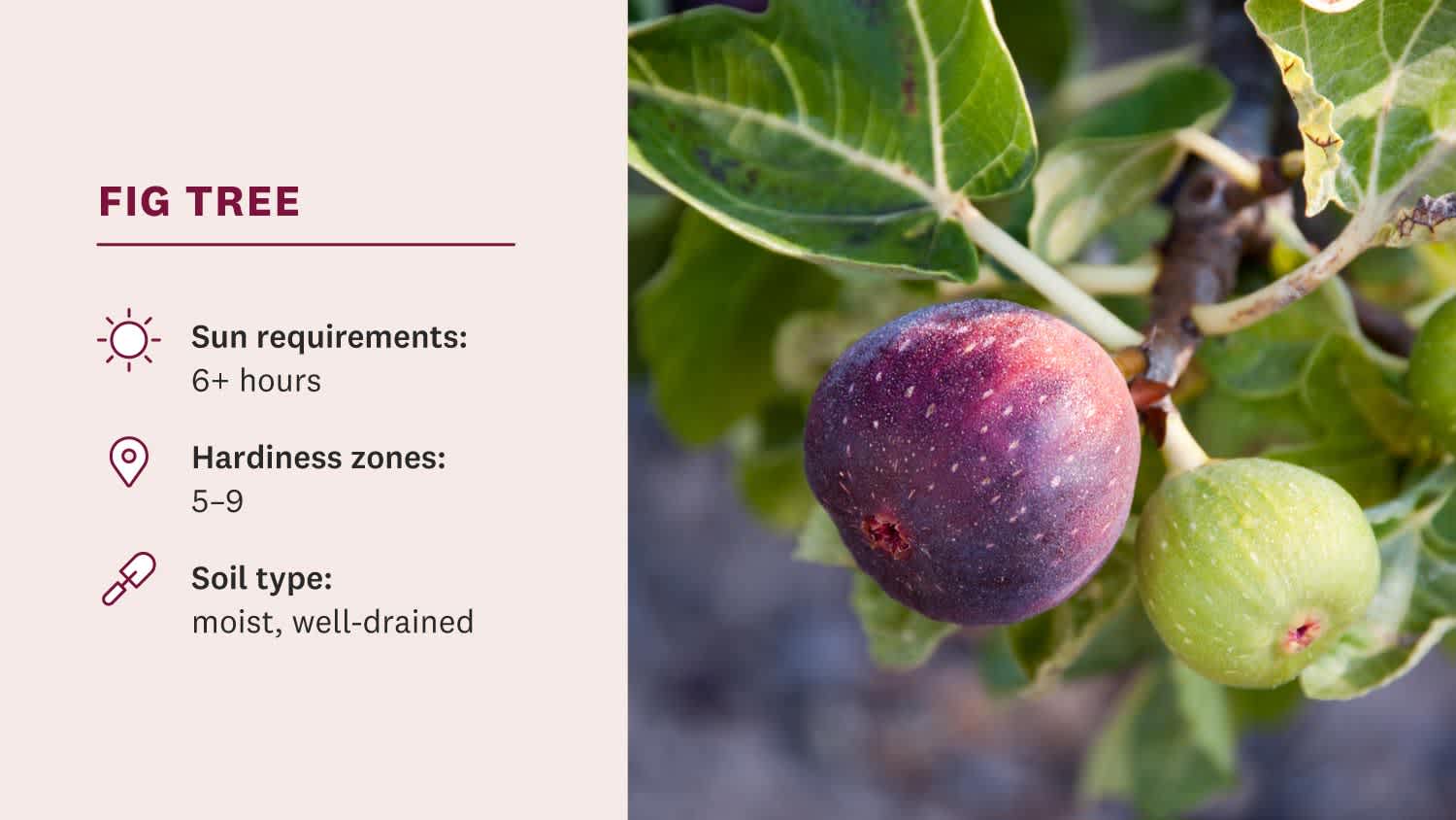 figs hanging from tree