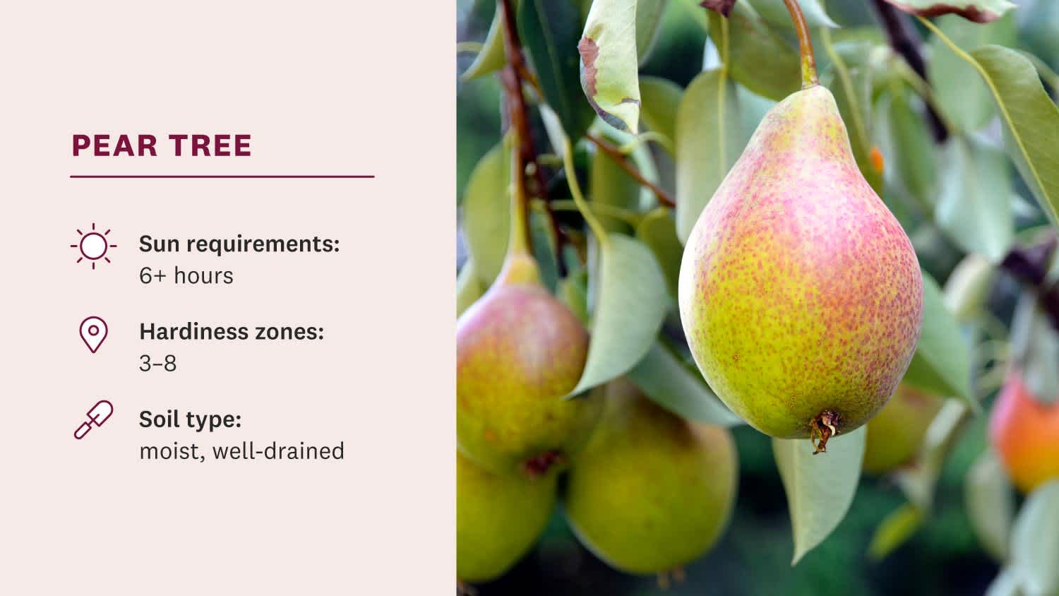 pears hanging from tree