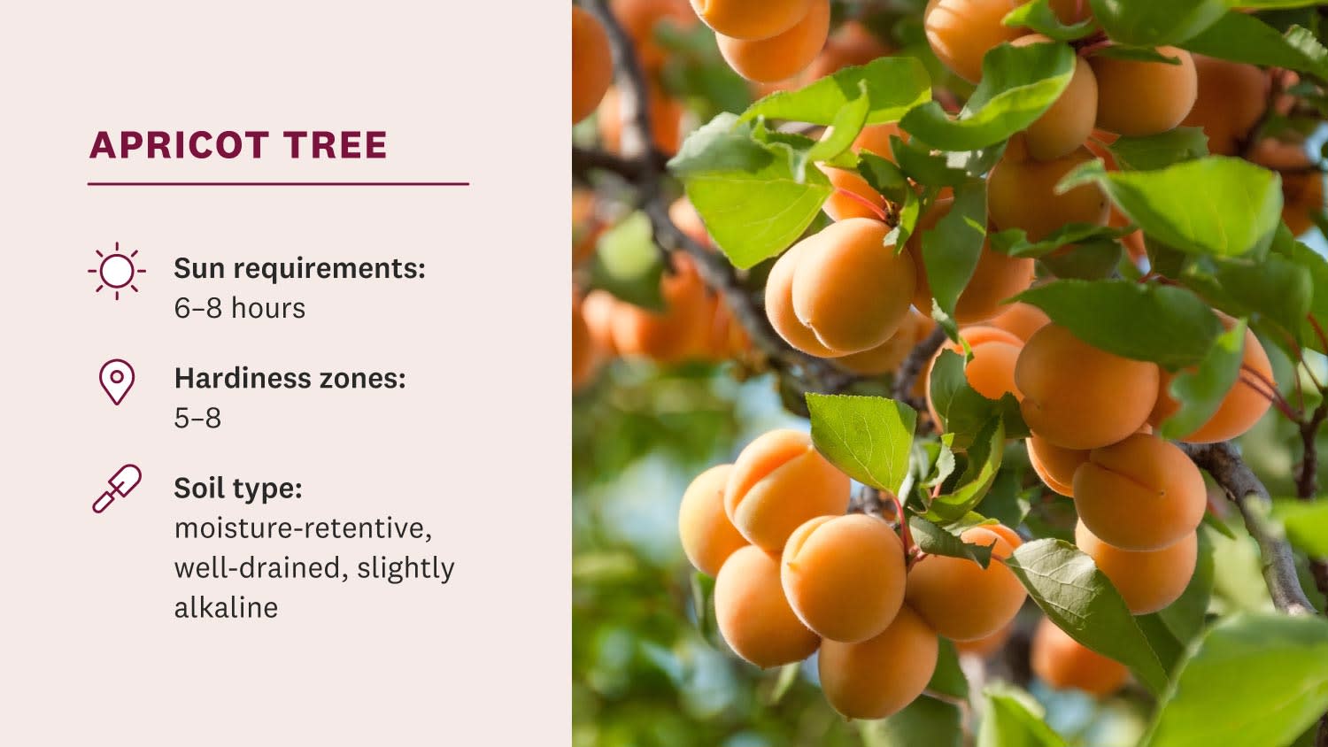 apricots hanging from a tree