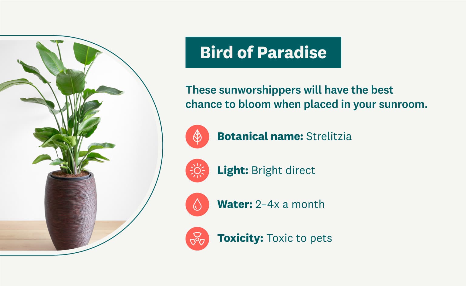 Bird of Paradise houseplant graphic
