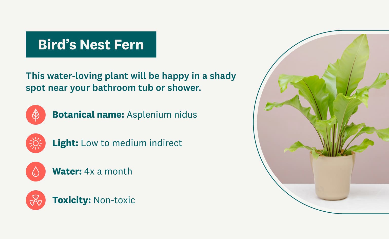 Bird's nest firm graphic