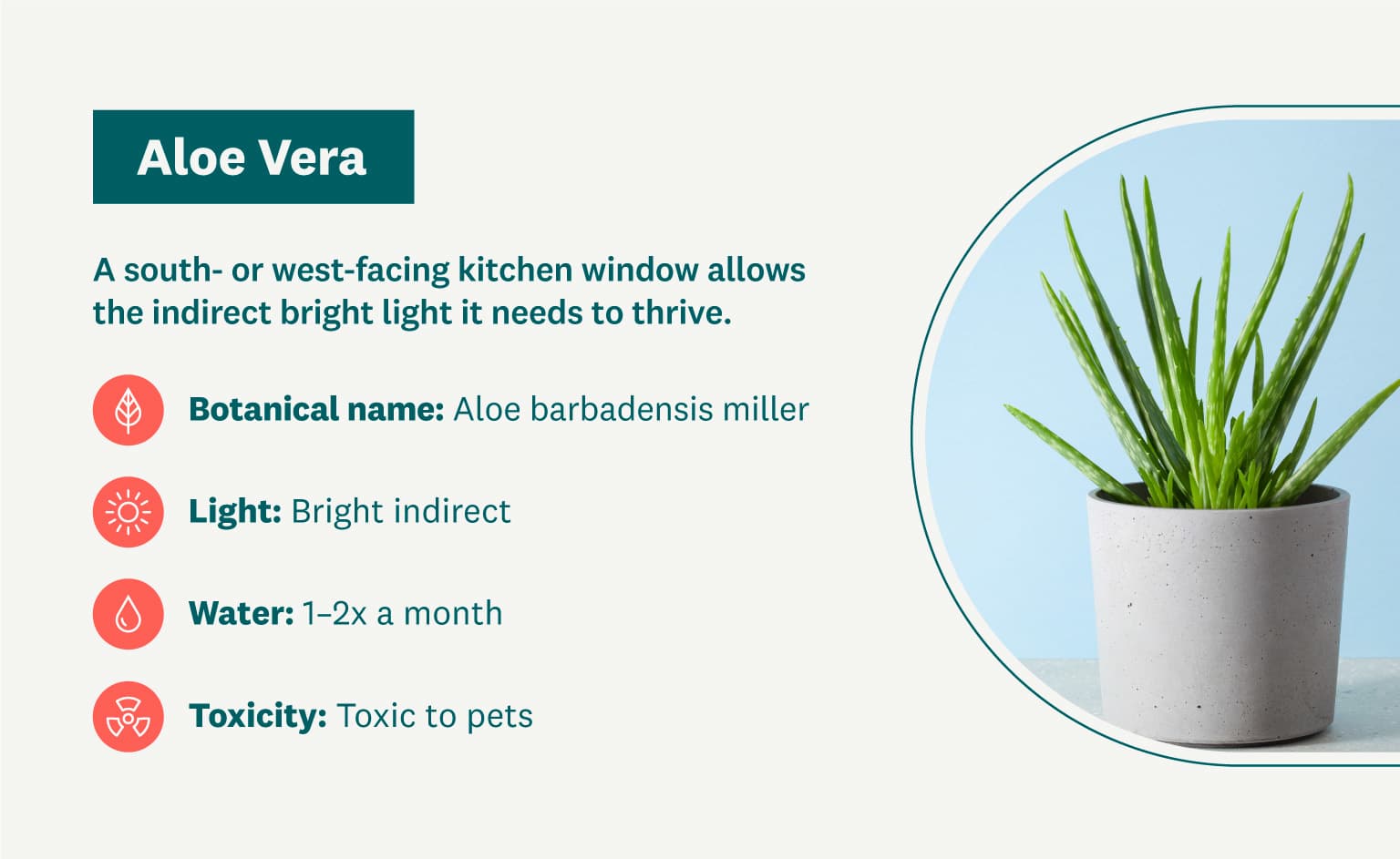aloe vera graphic