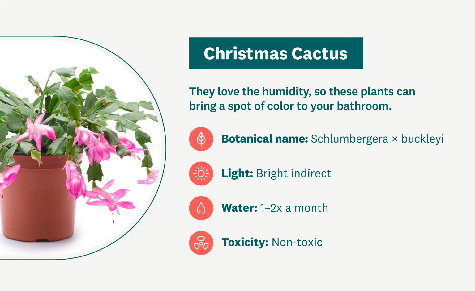 Christmas Cactus graphic