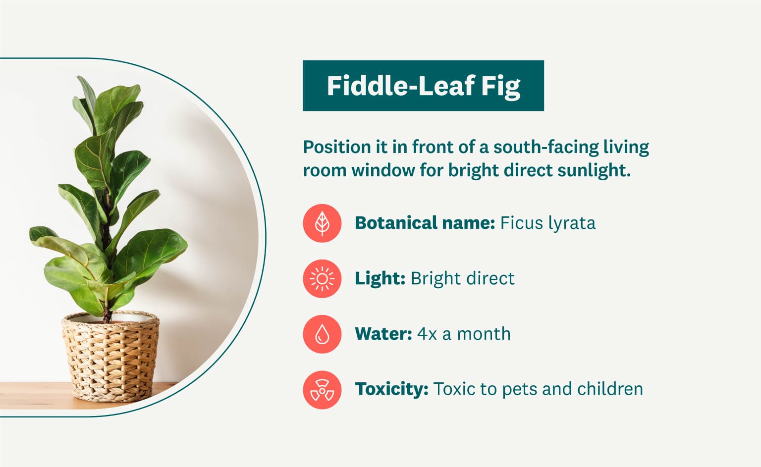 fiddle-leaf fig