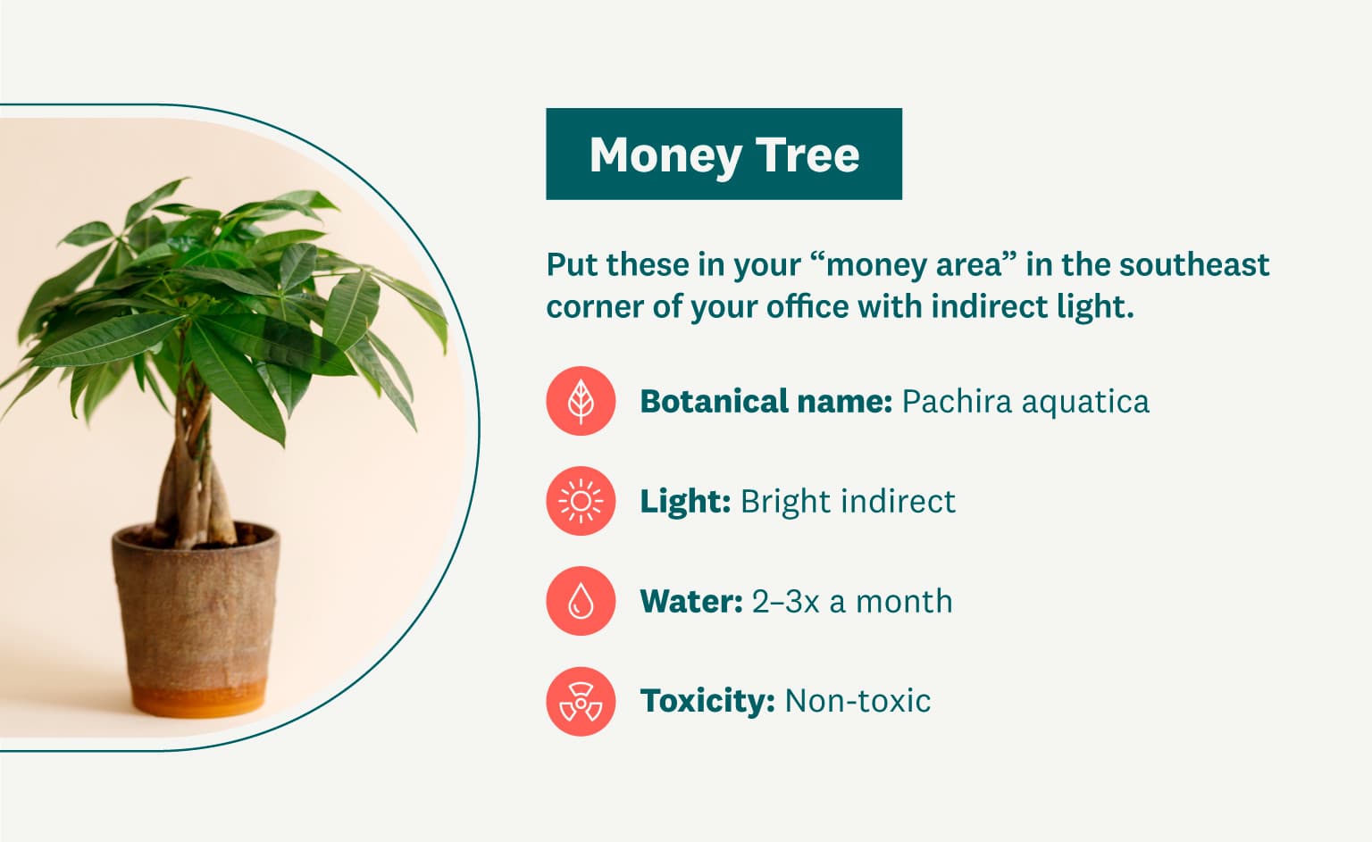 money tree graphic
