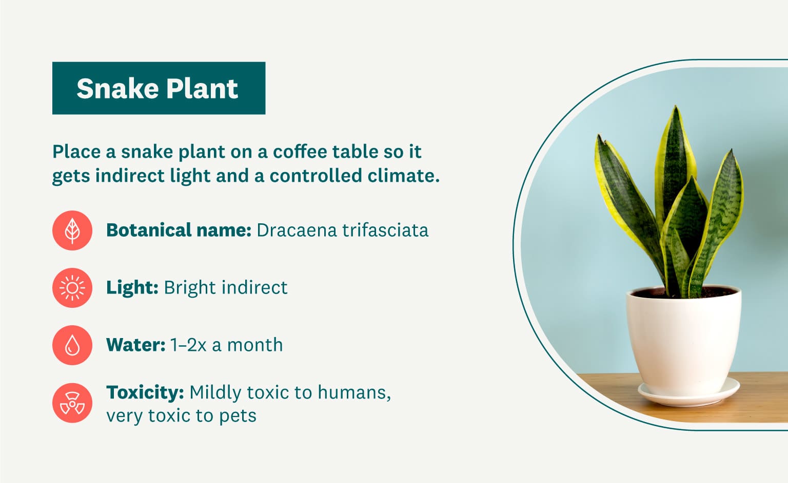 snake plant graphic