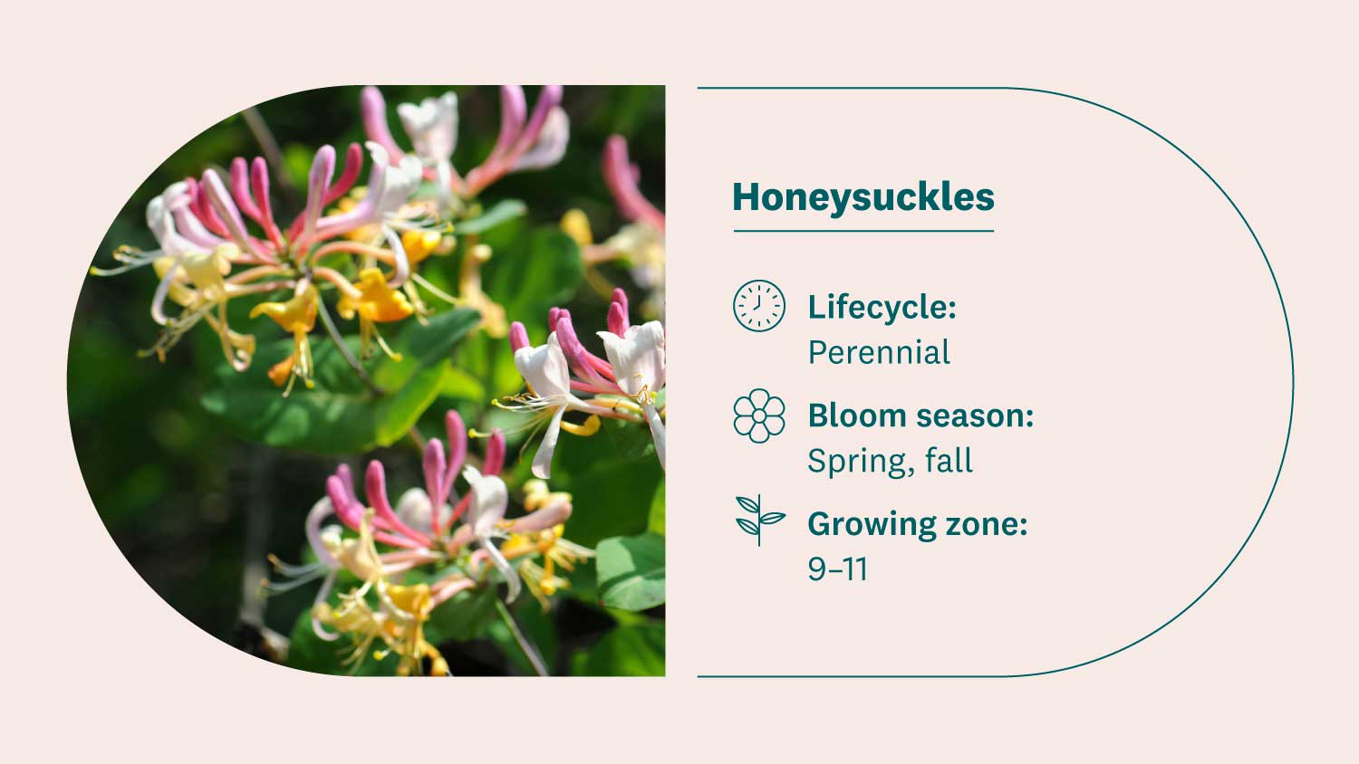 honeysuckle flower