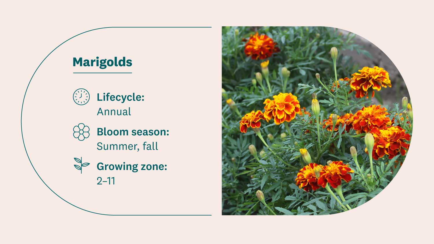 marigolds in a flower bed