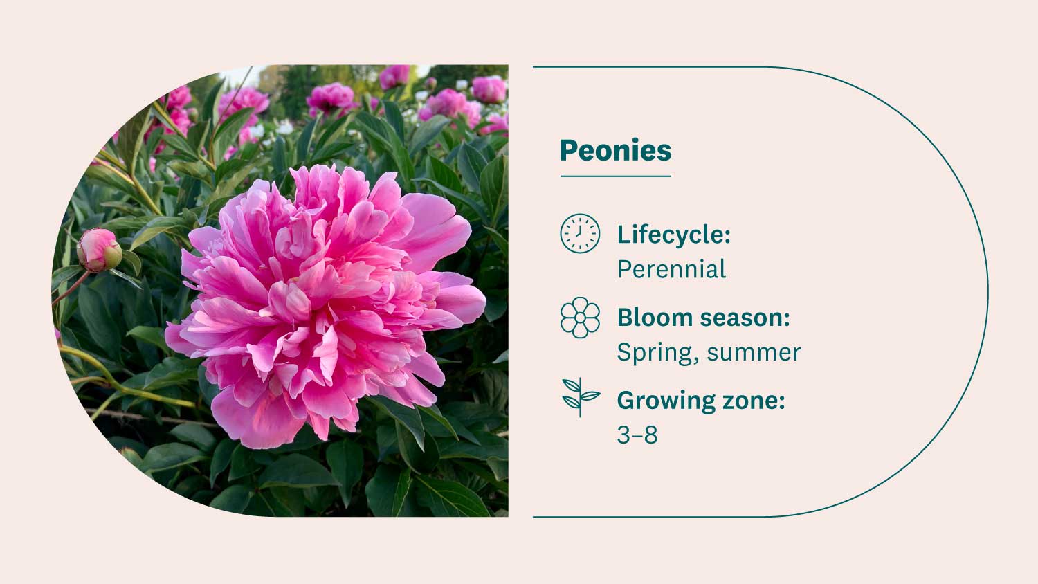 peonies flower