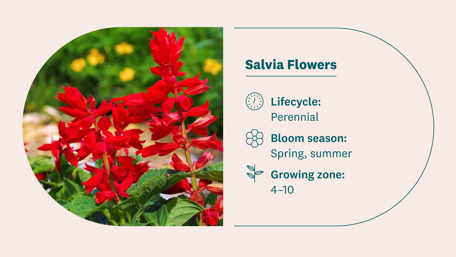 vibrant red salvia flowers