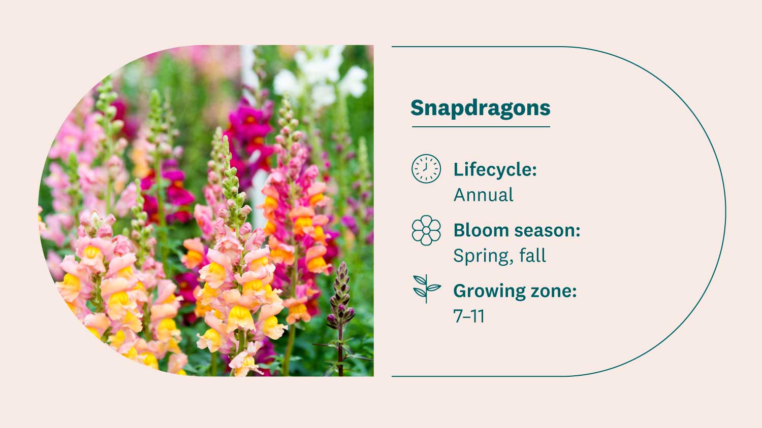 colored snapdragon flowers