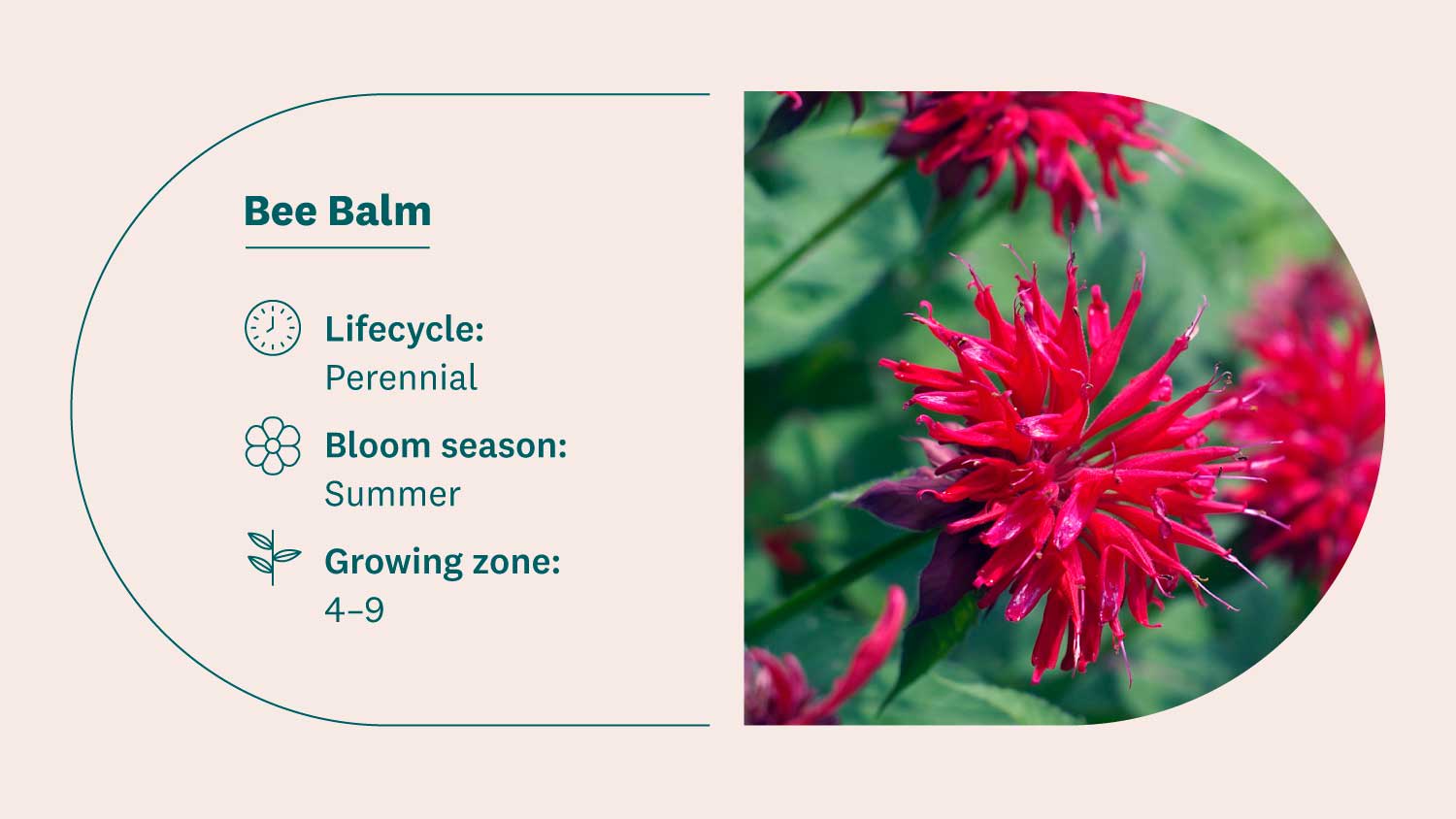 red bee balm flowers