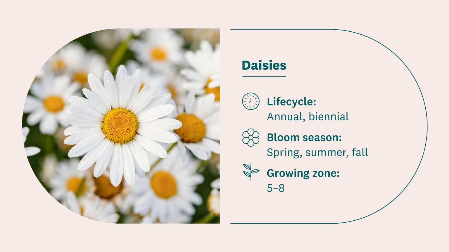 daisy flowers