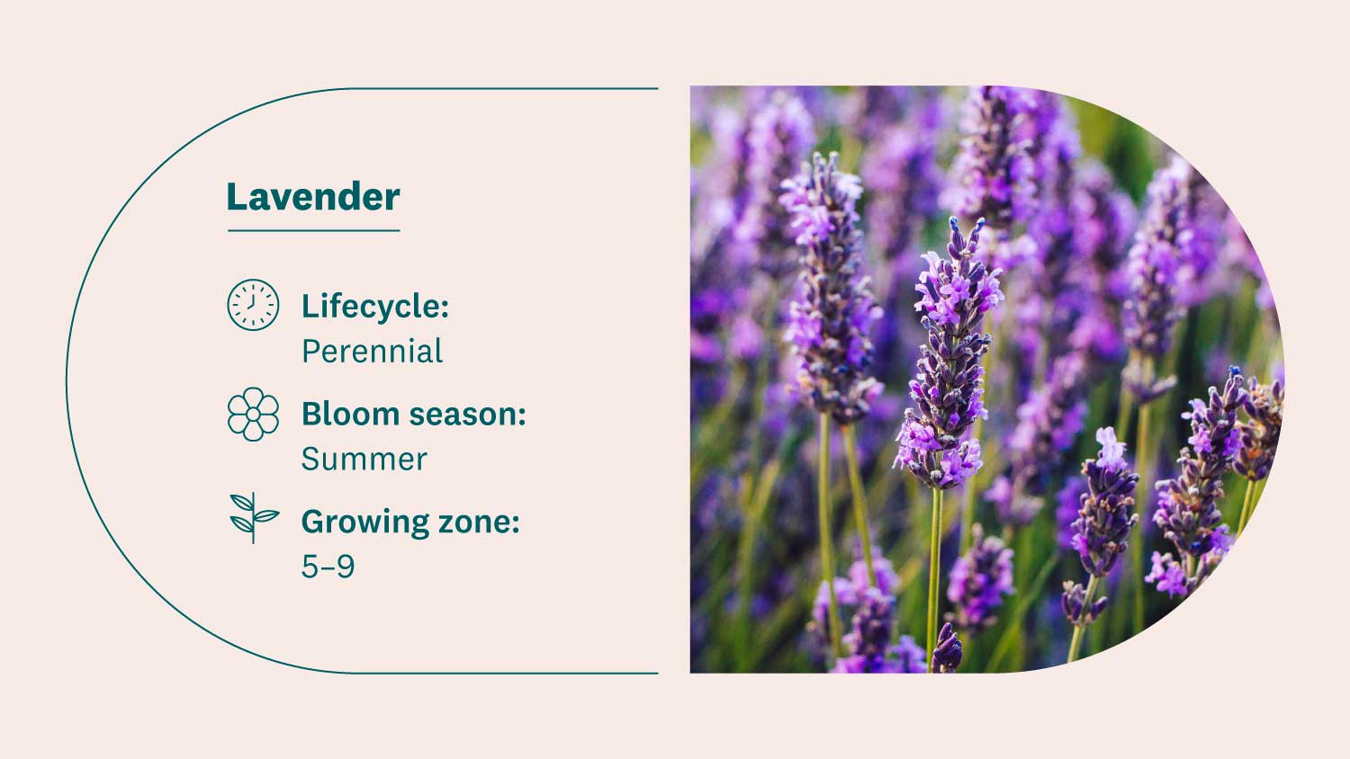 lavender field