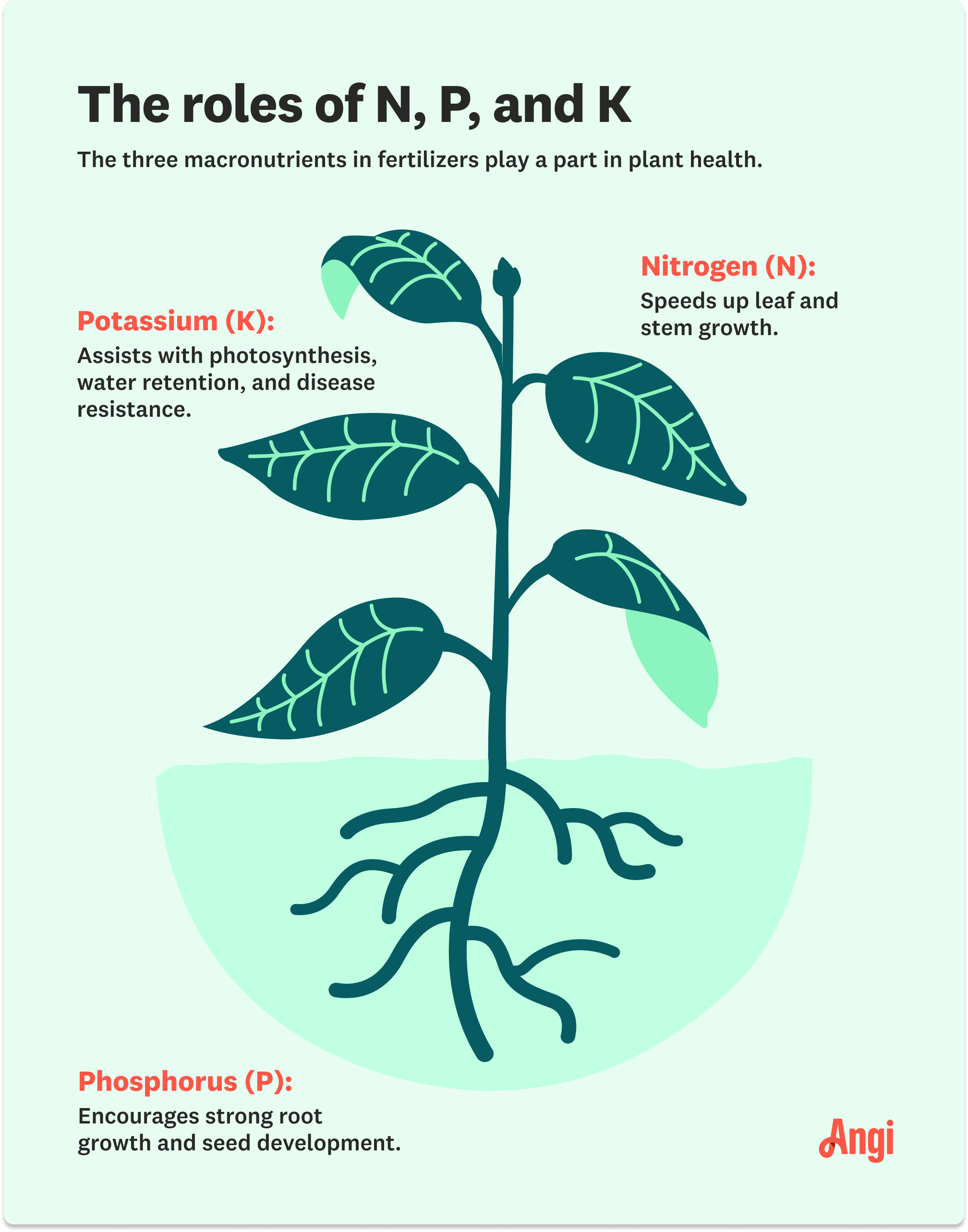 Plant illustration and description on how nitrogen, potassium, and phosphorus relate to plant health