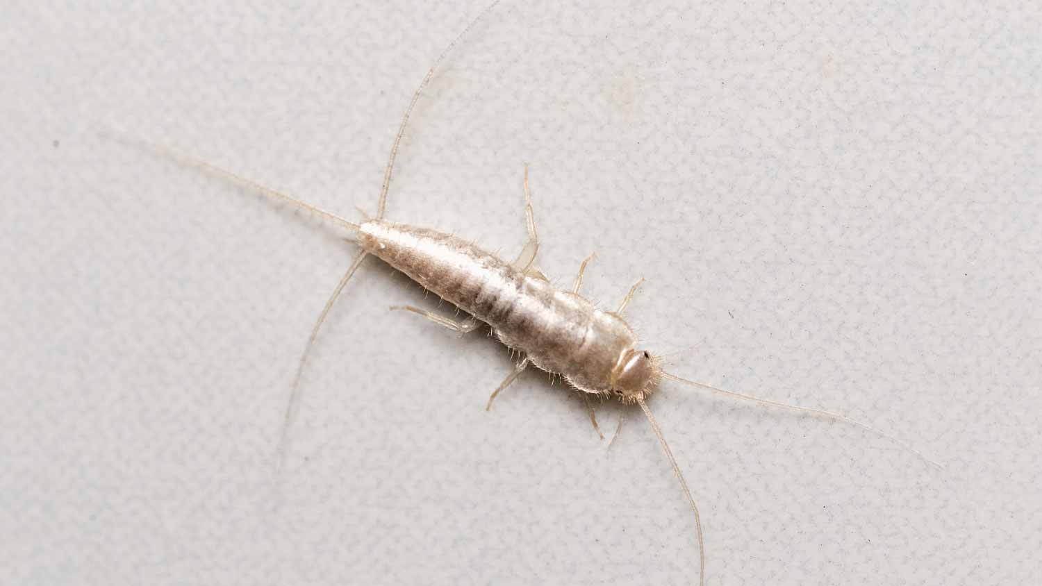 Close-up of Silverfish