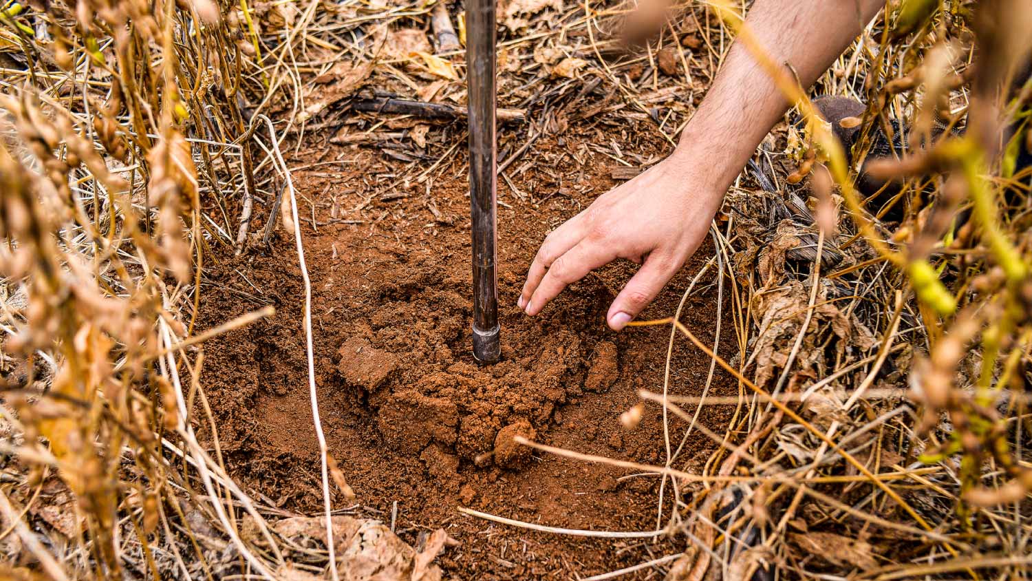 Man taking soil sample