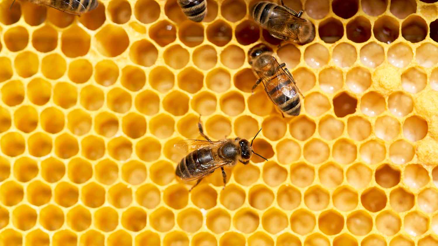 Closeup of young honeybees working inside the hive