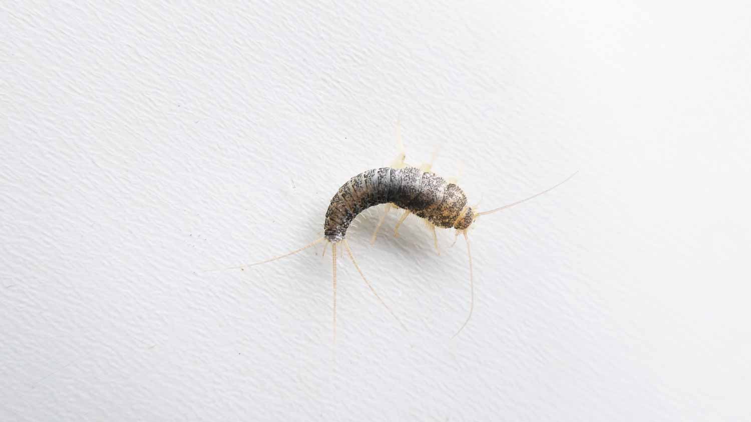 Close up of Silverfish