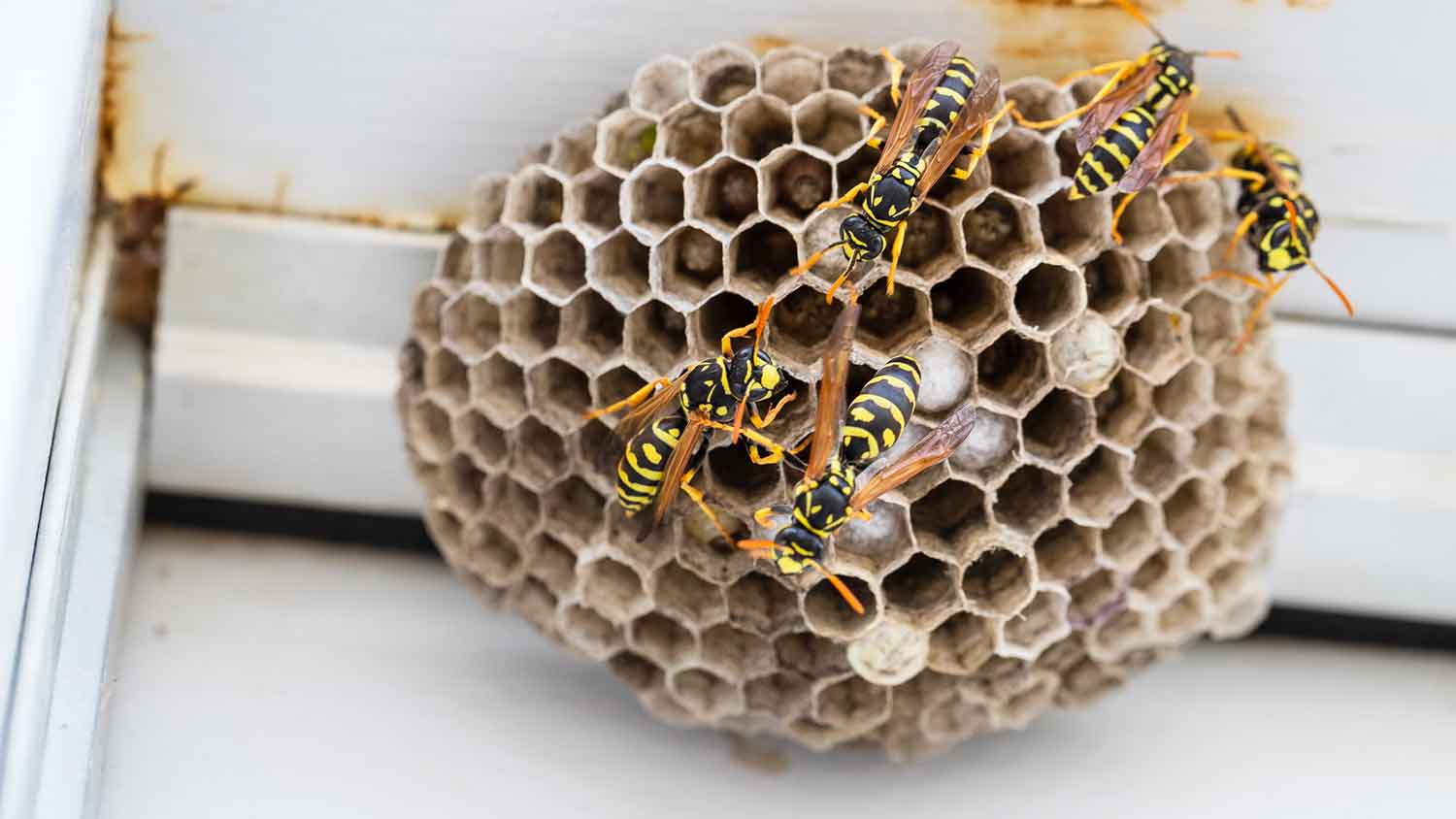 Yellow jackets colony building a nest