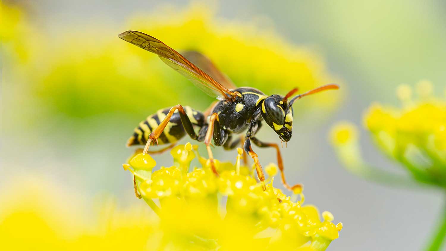 Yellow jacket perched on a yellow flower