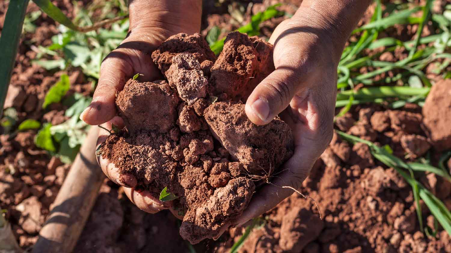 A man holding soil