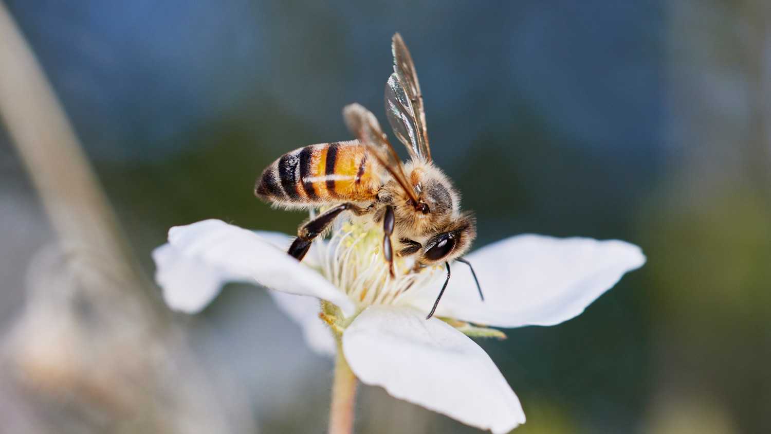 Detail of bee on flower