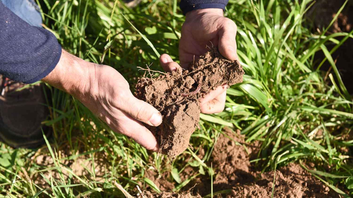 man examining soil in yard