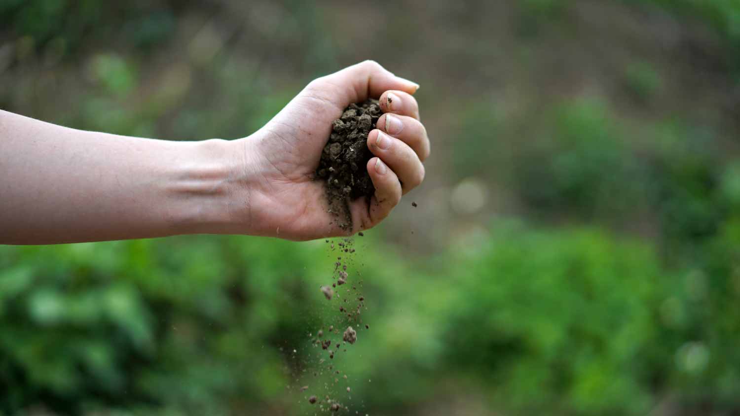 Hand holding dry soil