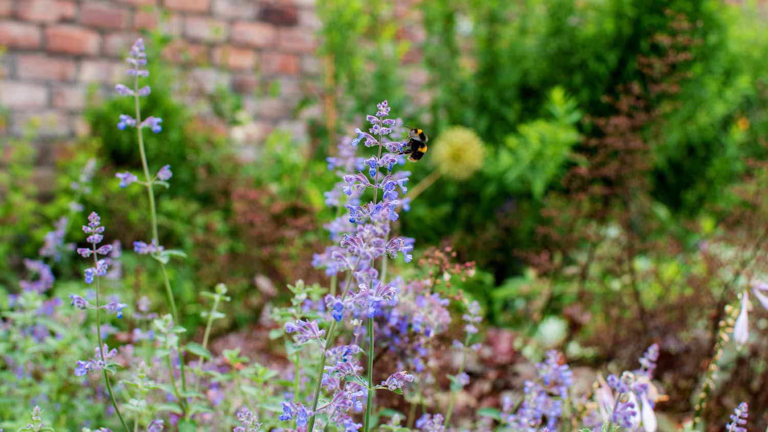 bumble bee feeding on lavender plant