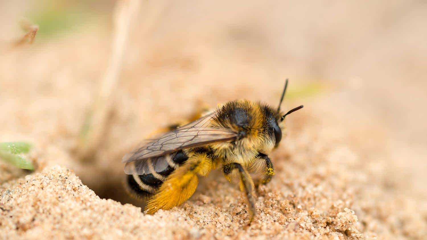 bee coming out the ground