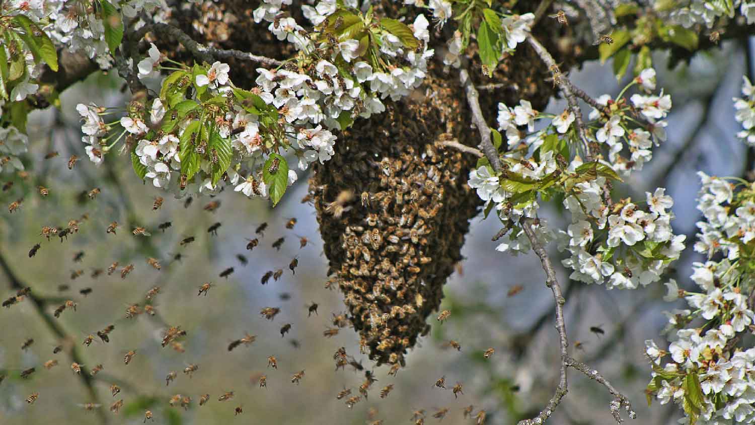 A bees nest on a tree