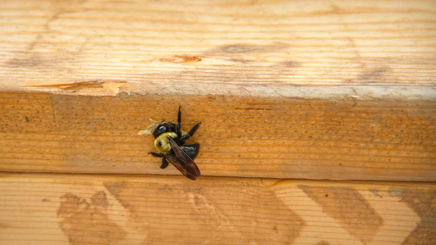Carpenter bee boring a hole into a deck board