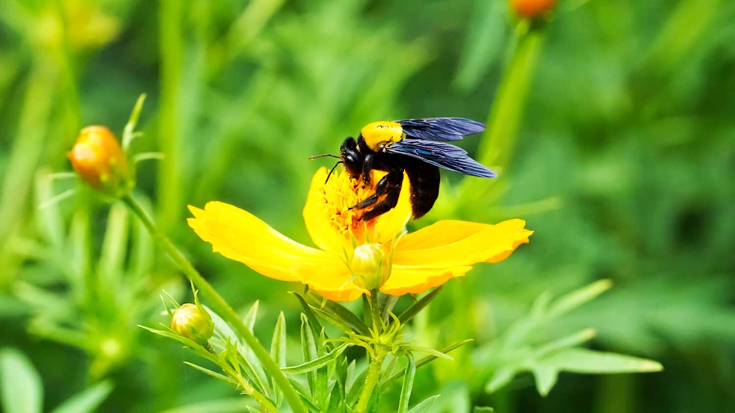 Carpenter bee feeding on a yellow flower nectar