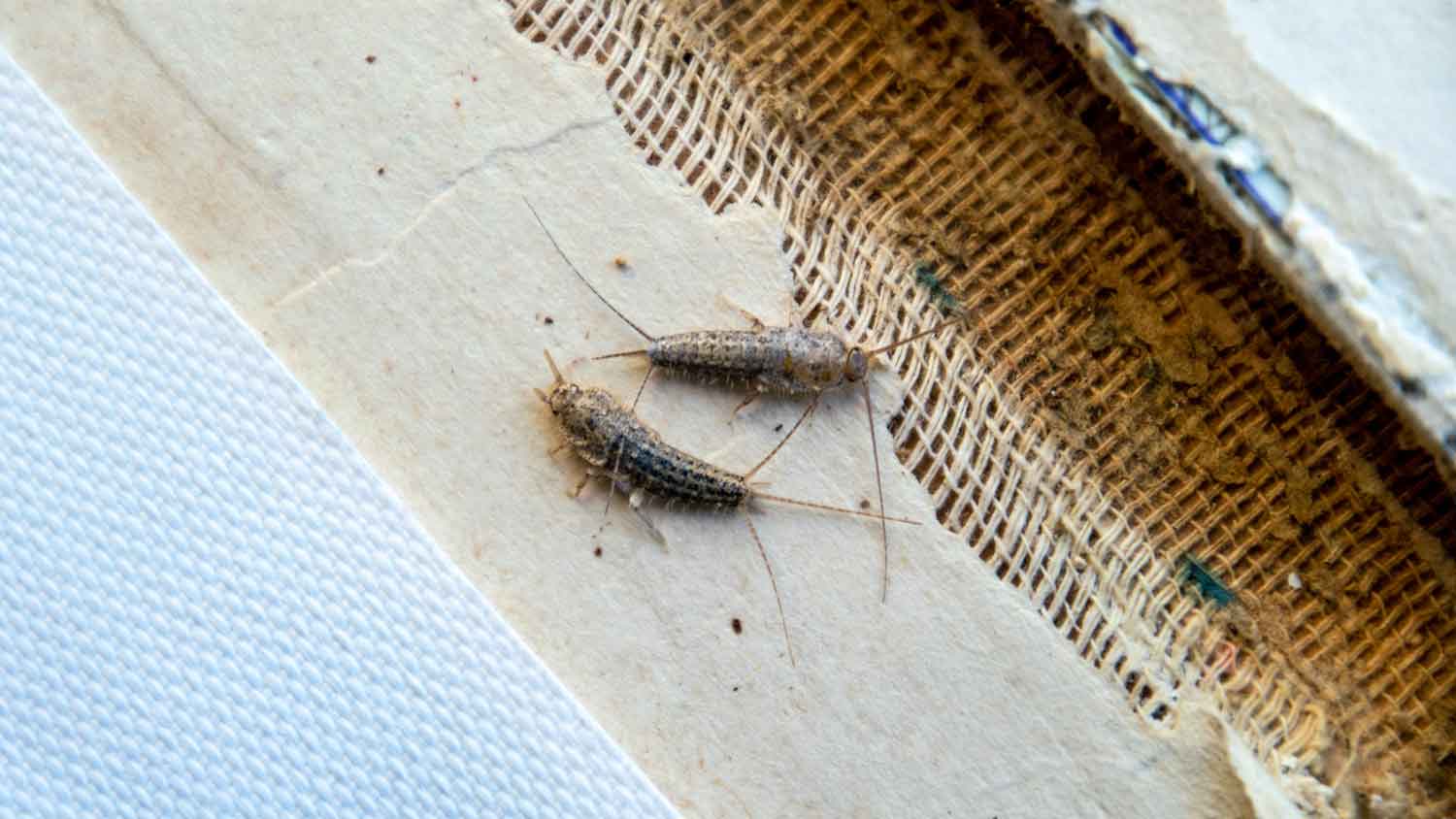 Silverfish in an old book feeding from paper