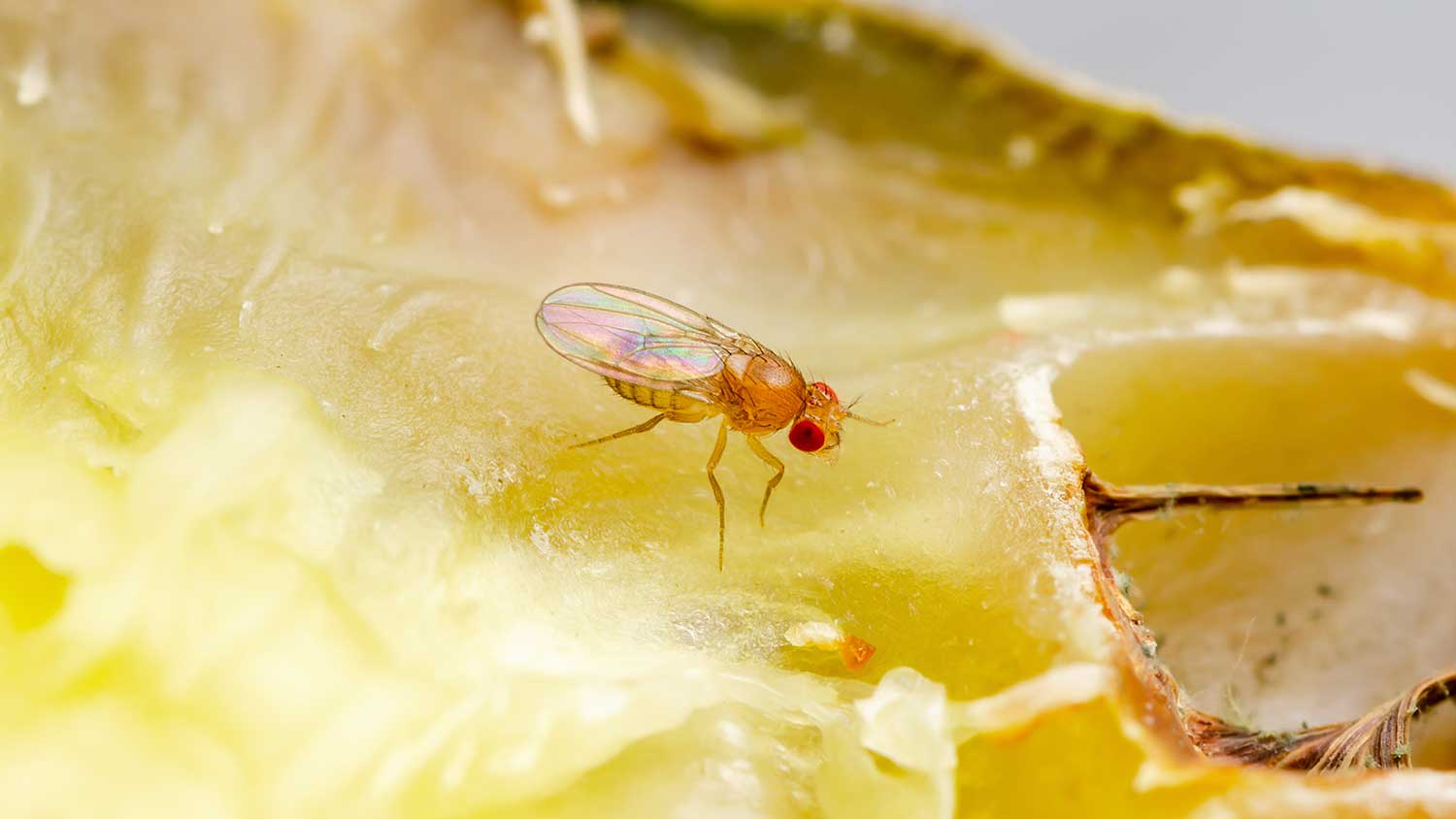 Closeup of a fruit fly feeding on overripe fruit