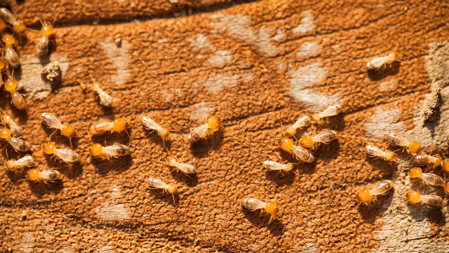 Close-up of termites on a wooden surface
