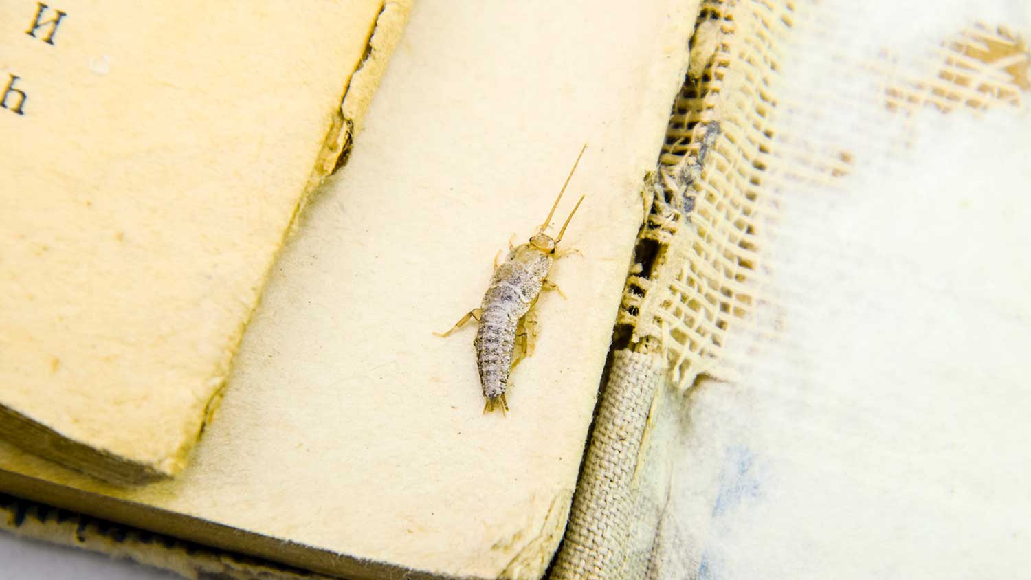 Silverfish found in an old book is feeding on paper