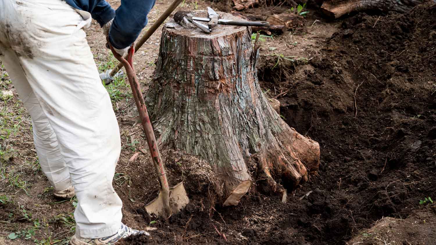 A person digging around a tree stump