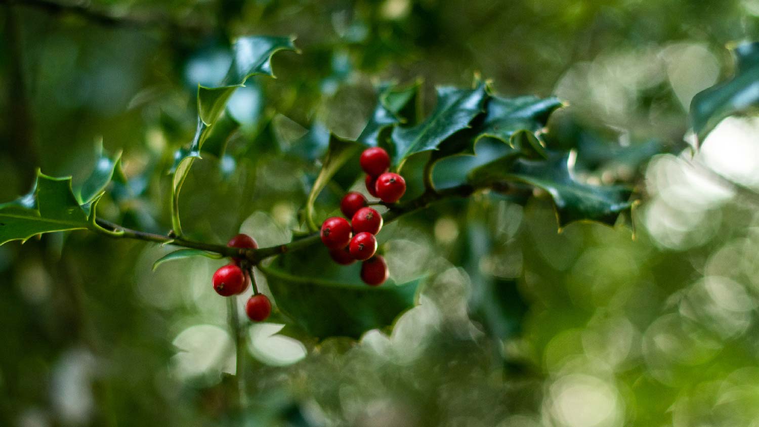 A holly branch with red berries