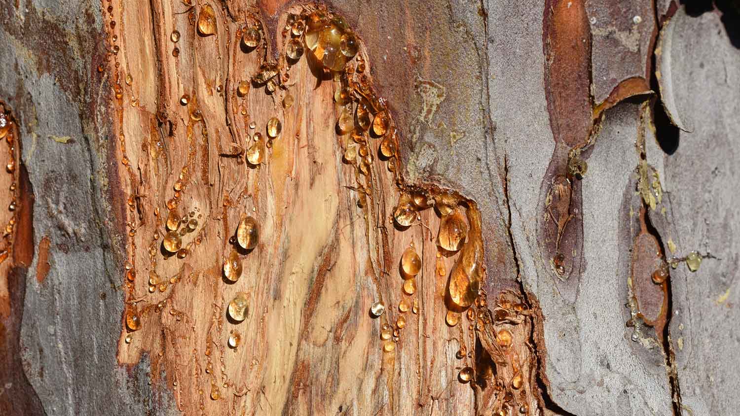 Tree sap dripping