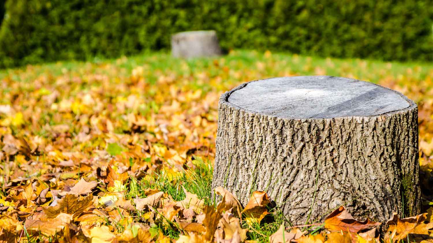 A tree stump in the garden