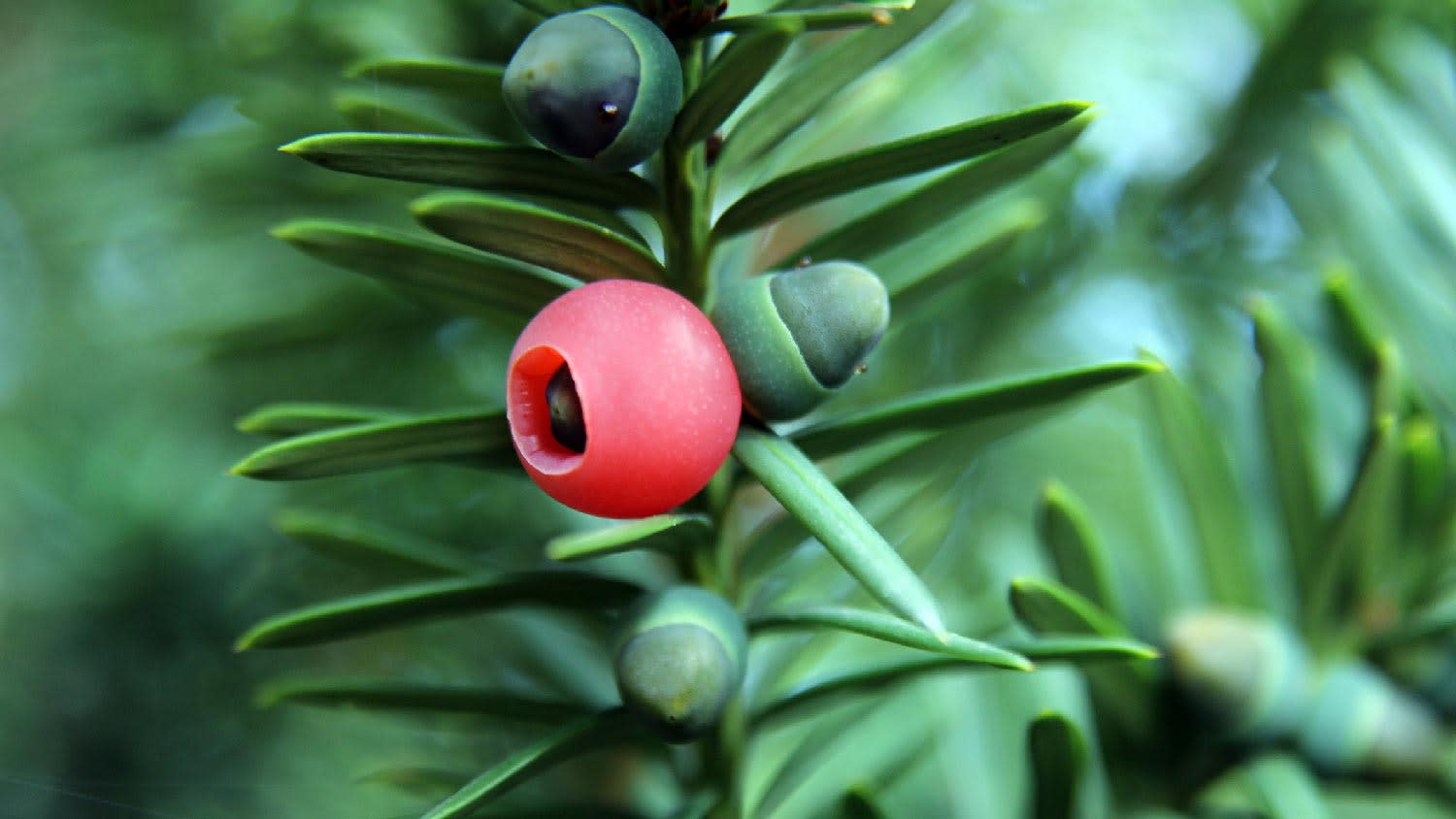 Yew berries